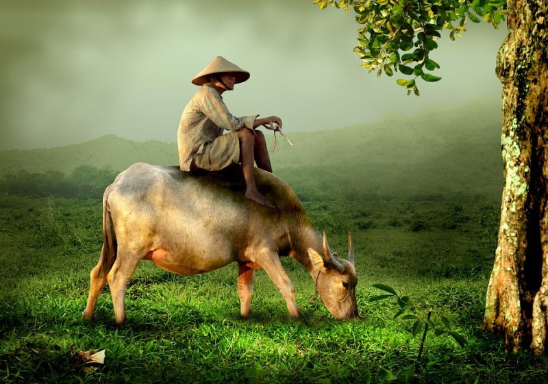 old guy on a cow