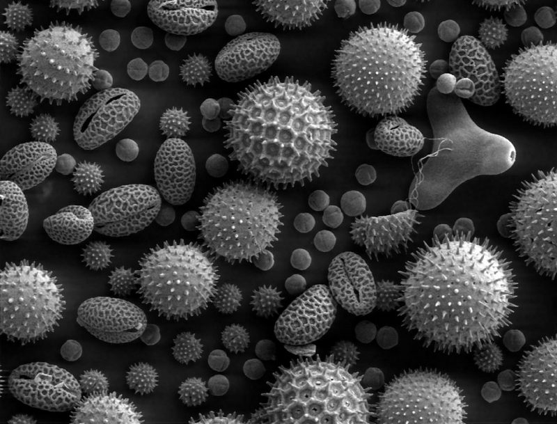 microscopic pollen